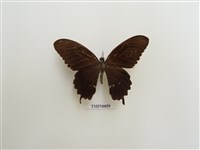 藏品(玉帶鳳蝶)的圖片